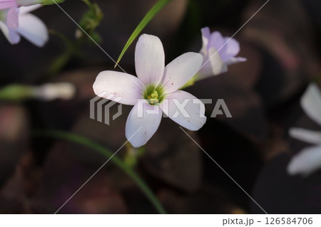 春の庭に咲くオキザリス・トリアングラリスの白い小さな花と紫色の葉の様子 126584706