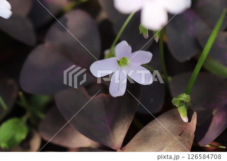 春の庭に咲くオキザリス・トリアングラリスの白い小さな花と紫色の葉の様子 126584708