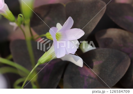 春の庭に咲くオキザリス・トリアングラリスの白い小さな花と紫色の葉の様子 126584709