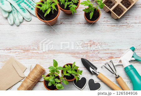 Gardener preparing seedlings and tools for urban gardening on rustic white wood background 126584916