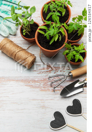 Young plants growing in terracotta pots on rustic white wooden table Young plants growing in terracotta pots on rustic white wooden table 126584917