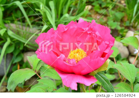 牡丹の花 126584924