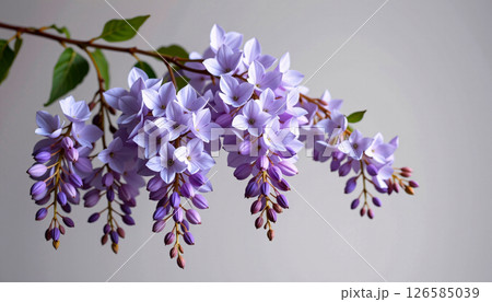 elegant cluster of wisteria in a minimalist style, with lilac and cloud white tones, smooth curves 126585039