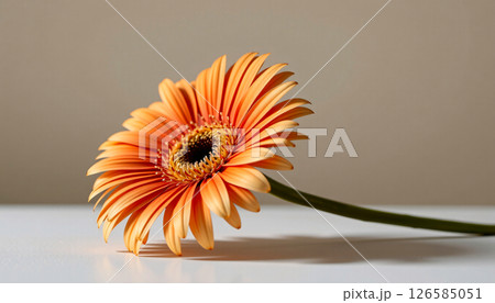 graceful stem of gerbera daisy in a minimalist style, with melon and alabaster palette 126585051