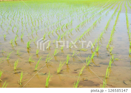 田植えされた田んぼの稲 126585147