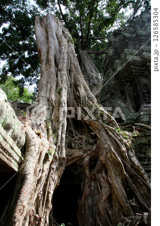 タ・プローム遺跡 カンボジア シェムリアップ タ・プローム遺跡 カンボジア シェムリアップ 126585304