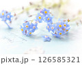 忘れな草 126585321