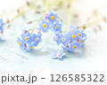 忘れな草 126585322