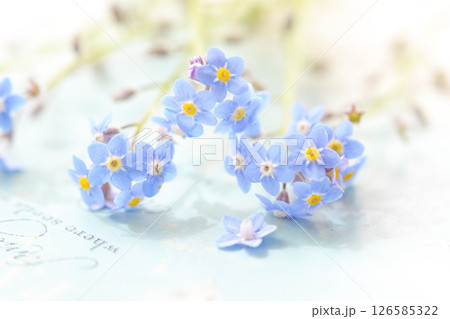 忘れな草 忘れな草 126585322