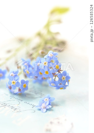 忘れな草 忘れな草 126585324