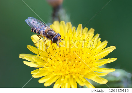 タンポポに止まるアブ 126585416