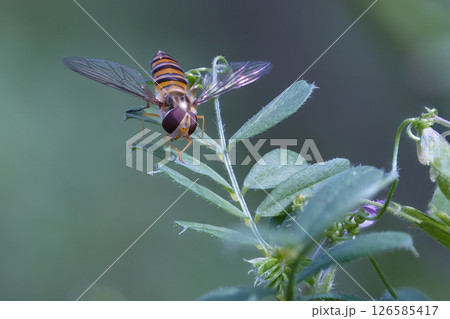 雑草に止まるアブ 126585417