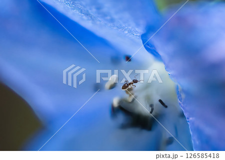 花びらに止まるアリ 花びらに止まるアリ 126585418