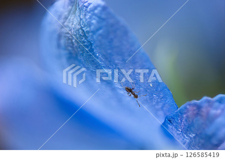 花びらに止まるアリ 126585419