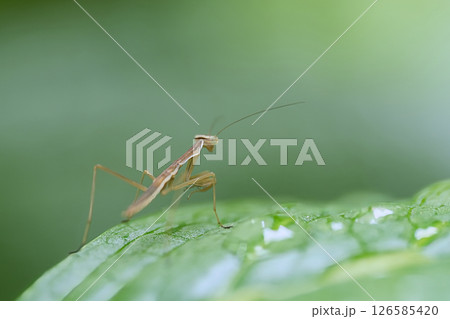 葉の上で獲物を待つカマキリ 126585420