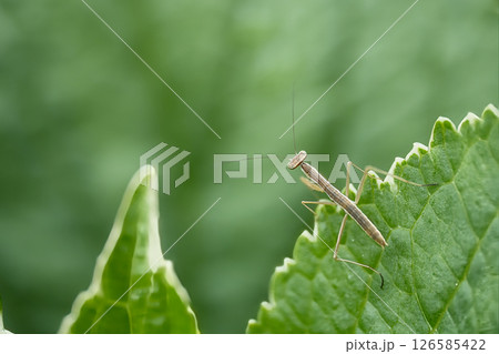 紫陽花の葉にとまるカマキリ 紫陽花の葉にとまるカマキリ 126585422