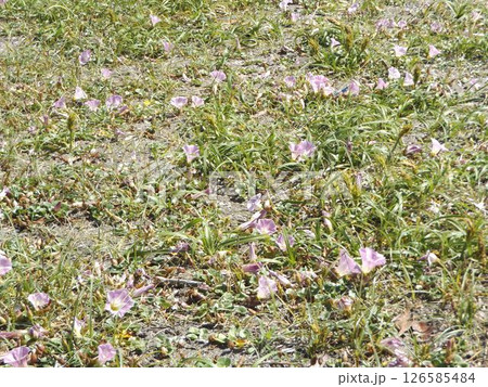 もう直ぐ満開になる検見川浜のハマヒルガオ もう直ぐ満開になる検見川浜のハマヒルガオ 126585484