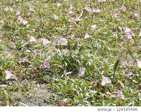 もう直ぐ満開になる検見川浜のハマヒルガオ 126585486