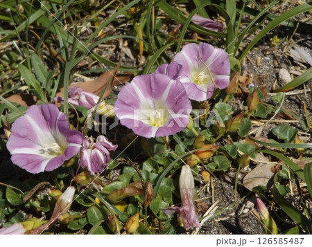 もう直ぐ満開になる検見川浜のハマヒルガオ 126585487