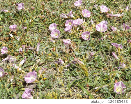 もう直ぐ満開になる検見川浜のハマヒルガオ もう直ぐ満開になる検見川浜のハマヒルガオ 126585488