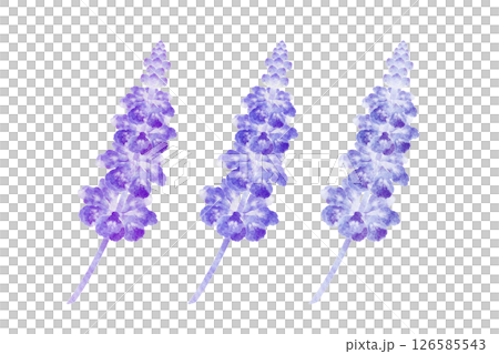 藍丹參 藍丹參 126585543