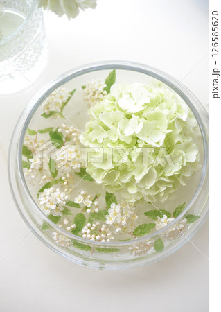 ガラスのフラワーベースにうかべた白い花 ガラスのフラワーベースにうかべた白い花 126585620