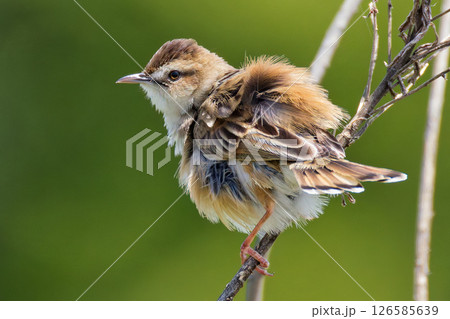 風で羽毛がめくれるセッカ 風で羽毛がめくれるセッカ 126585639
