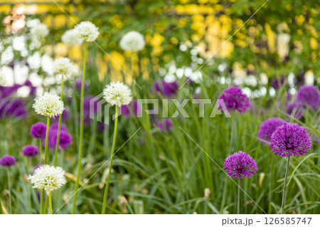 Onion genus Allium flowering plants. Globe-like flower-heads vibrant purple flower Onion genus Allium flowering plants. Globe-like flower-heads vibrant purple flower 126585747