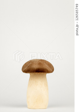 Mushroom on a white background with natural shadows. Edible mushroom close-up Mushroom on a white background with natural shadows. Edible mushroom close-up 126585749