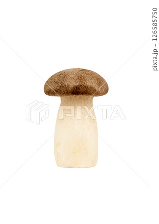 Edible mushroom on a white background. Isolated photo of a mushroom Edible mushroom on a white background. Isolated photo of a mushroom 126585750