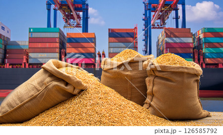 Burlap sacks filled with golden corn kernels line a port dock, with loose corn spilling onto the ground. 126585792