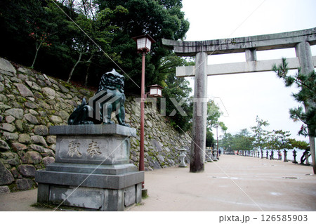 宮島　厳島神社　広島県 126585903