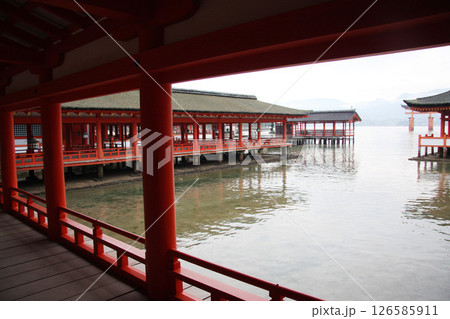宮島 厳島神社 広島県 宮島 厳島神社 広島県 126585911