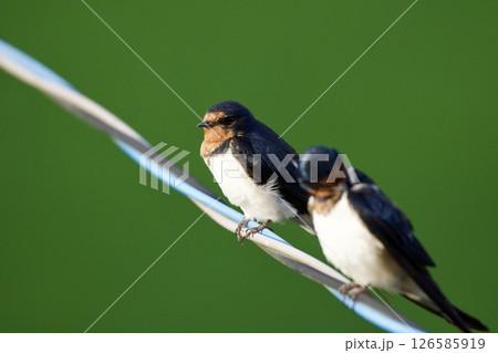 ツバメ swallow / Japan ツバメ swallow / Japan 126585919