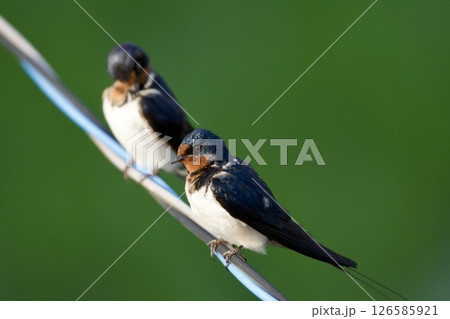 ツバメ swallow / Japan ツバメ swallow / Japan 126585921