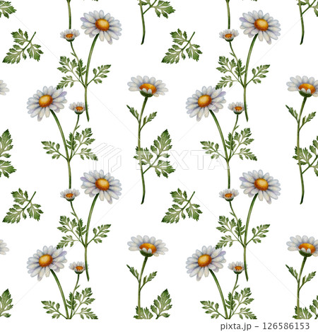 Seamless pattern with chamomile flowers Seamless pattern with chamomile flowers 126586153
