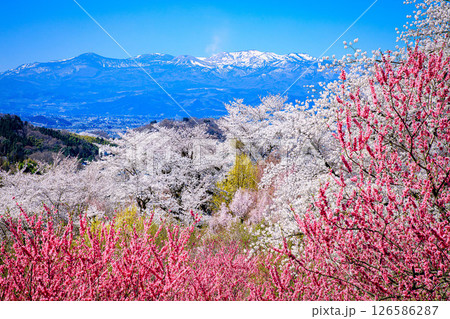 桜満開の花見山と吾妻小富士(福島県福島市、4月) 126586287