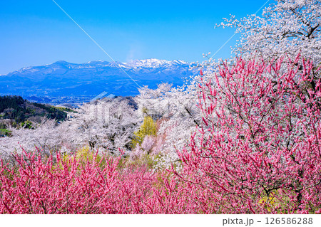 桜満開の花見山と吾妻小富士(福島県福島市、4月) 126586288