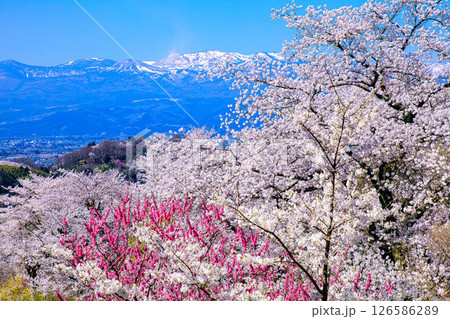 桜満開の花見山と吾妻小富士(福島県福島市、4月) 126586289