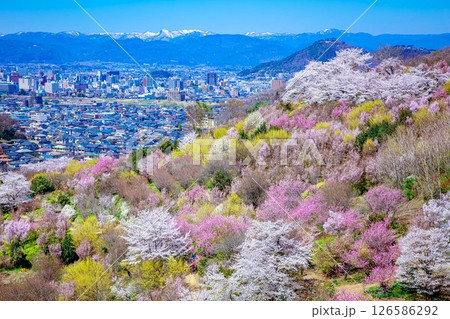 春爛漫の花見山と福島市街(福島県福島市、4月) 126586292