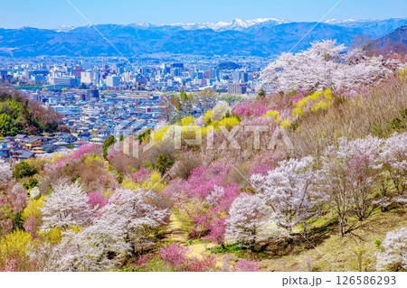 春爛漫の花見山と福島市街(福島県福島市、4月) 春爛漫の花見山と福島市街(福島県福島市、4月) 126586293
