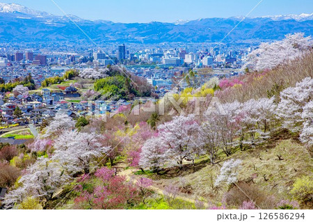 春爛漫の花見山と福島市街(福島県福島市、4月) 126586294