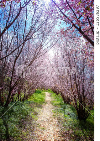 花見山のトウカイザクラのトンネル(福島県福島市、4月) 花見山のトウカイザクラのトンネル(福島県福島市、4月) 126586297
