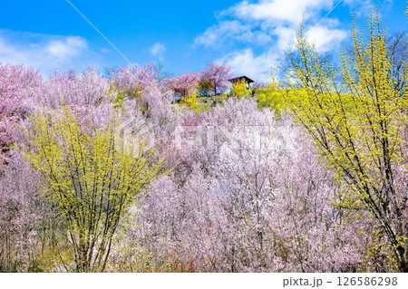 春爛漫の花見山(福島県福島市、4月) 126586298