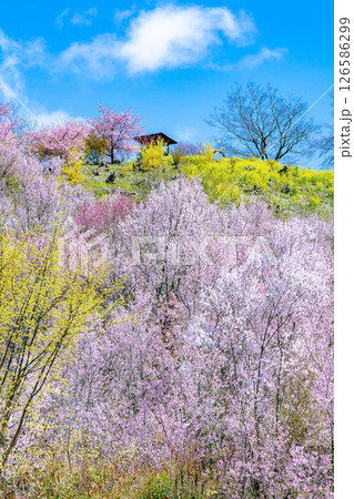 春爛漫の花見山(福島県福島市、4月) 126586299