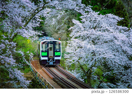 桜のトンネルを走る只見線の列車(福島県柳津町、4月下旬) 126586300