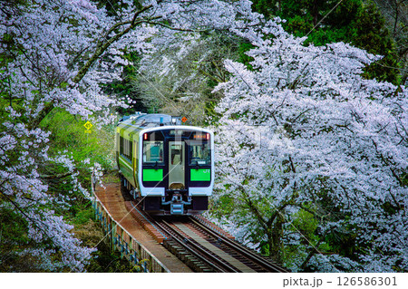 桜のトンネルを走る只見線の列車(福島県柳津町、4月下旬) 126586301