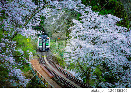 桜のトンネルを走る只見線の列車(福島県柳津町、4月下旬) 桜のトンネルを走る只見線の列車(福島県柳津町、4月下旬) 126586303