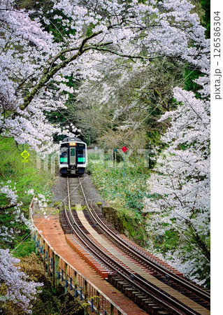 桜のトンネルを走る只見線の列車(福島県柳津町、4月下旬) 126586304