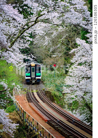 桜のトンネルを走る只見線の列車(福島県柳津町、4月下旬) 126586305